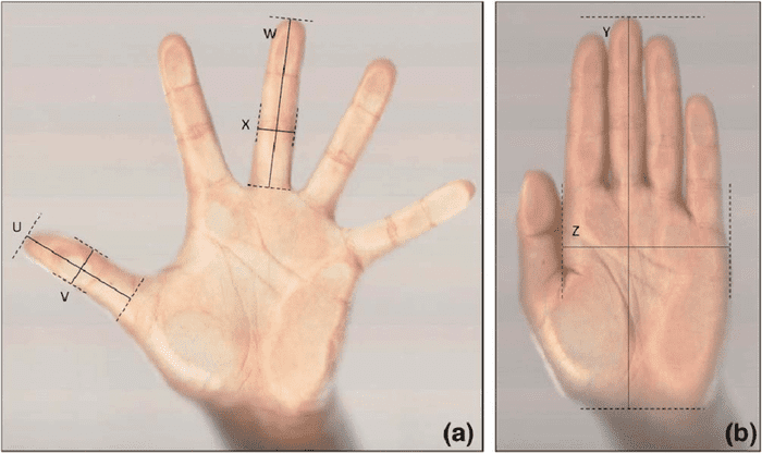 Bạn nên đo kích thước tay để chọn được size găng tay y tế phù hợp (Nguồn: Sưu tầm)