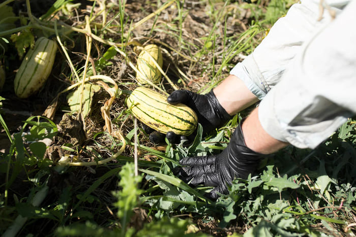 Găng tay cao su công nghiệp được sử dụng phổ biến trong lĩnh vực nông nghiệp (Nguồn: Sưu tầm)