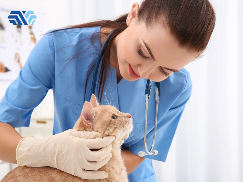 Cách lựa chọn găng tay y tế phù hợp cho phòng khám thú y - Hình 1
