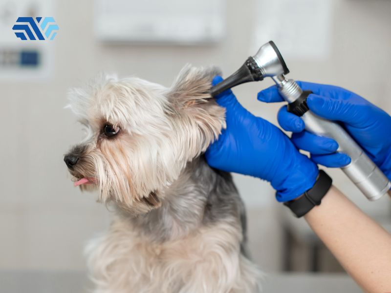 Cách lựa chọn găng tay y tế phù hợp cho phòng khám thú y - Hình 3